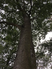 Celtis australis