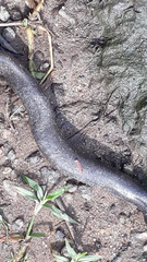 Gymnophiona