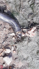 Gymnophiona