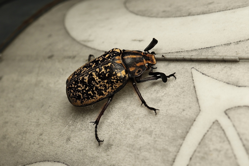 Polyphylla davidis