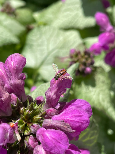 Unknown species found near Natrona County, US-WY, US