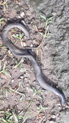 Gymnophiona