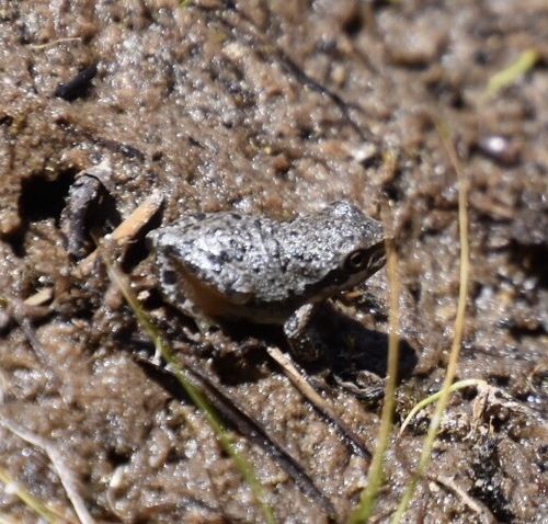 iNaturalist observation photo of Pacific chorus frog