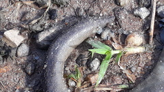 Gymnophiona