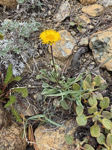 Alpine yellow fleabane
