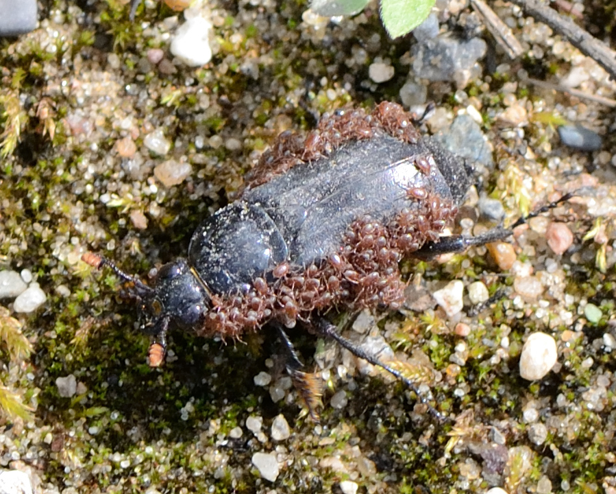 Poecilochirus G.Canestrini & R.Canestrini, 1882