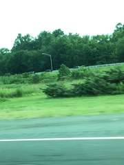 Juniperus virginiana virginiana
