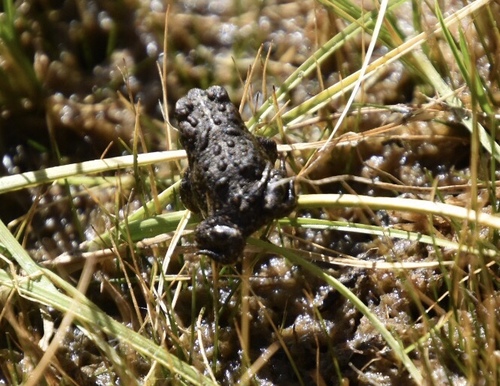 iNaturalist observation photo of Yosemite Toad