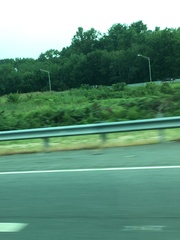 Juniperus virginiana virginiana