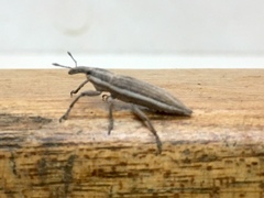 Lixus anguinus