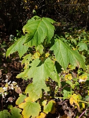 Acer spicatum