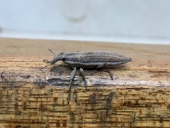 Lixus anguinus