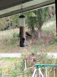 House Sparrow photographed in West Virginia