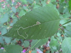Amauromyza labiatarum
