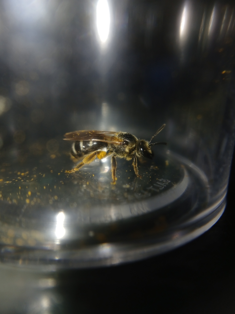 Athabasca Sweat Bee