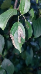 Stigmella rhamnicola