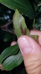Stigmella rhamnicola