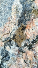 Protoparmelia badia