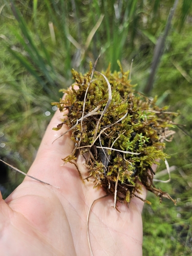Scorpidium revolvens observed 2025-06-24