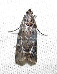 Sciota subcaesiella