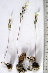 Ornithogalum hispidum hispidum