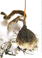 Ornithogalum hispidum hispidum