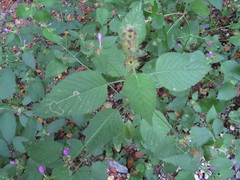 Amauromyza labiatarum