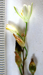 Ornithogalum hispidum hispidum