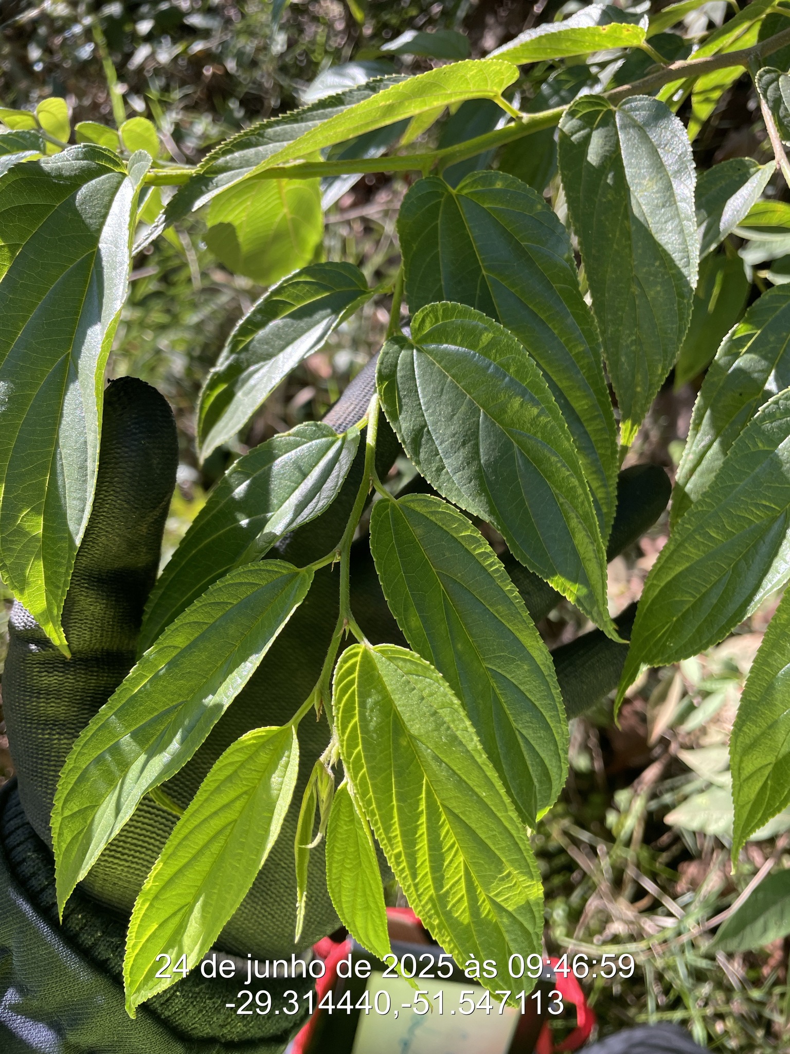 Trema micranthum