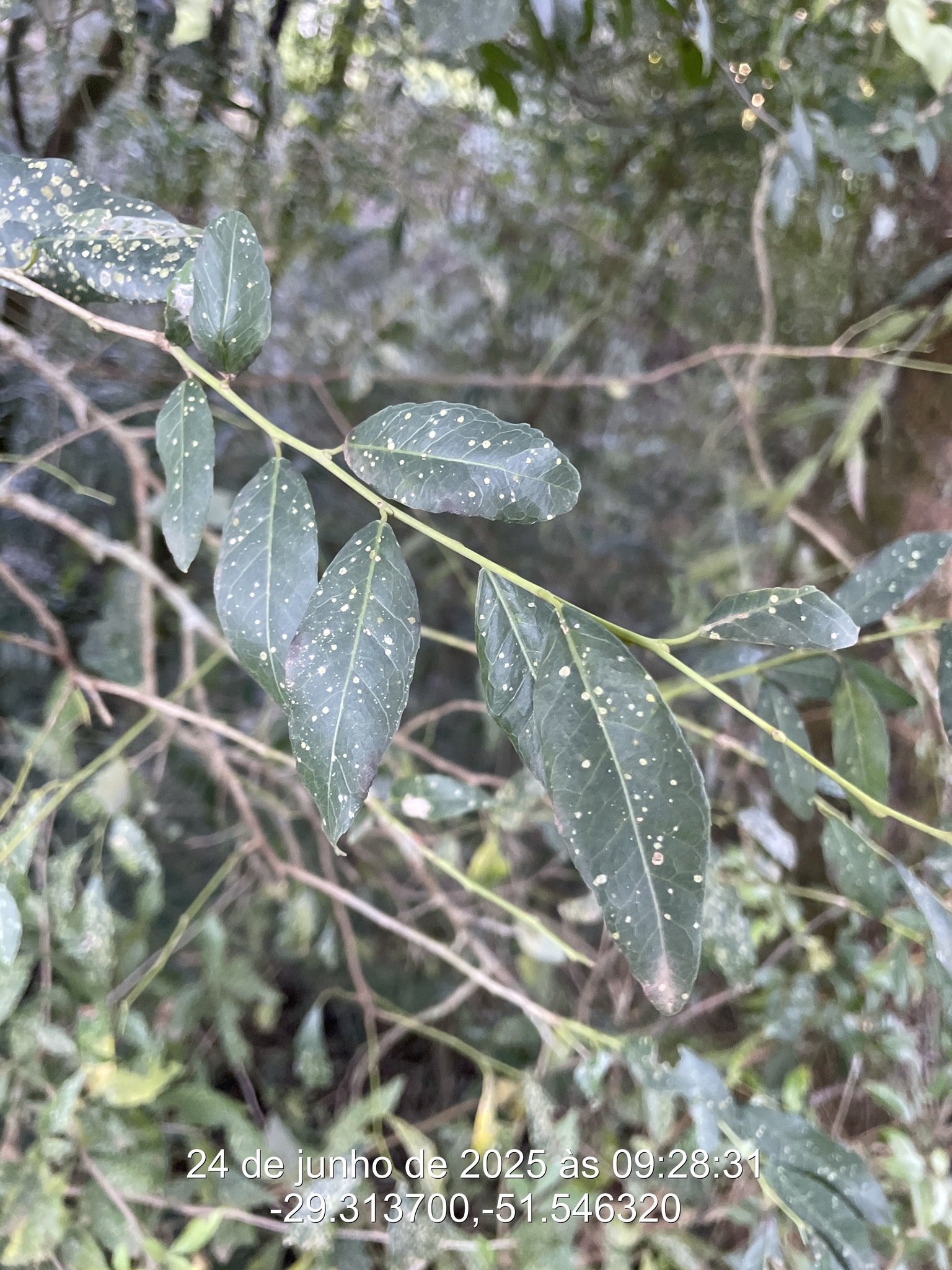 Sebastiania commersoniana
