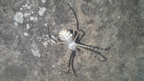 Lobed Argiope