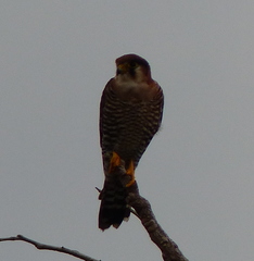 Falco chicquera