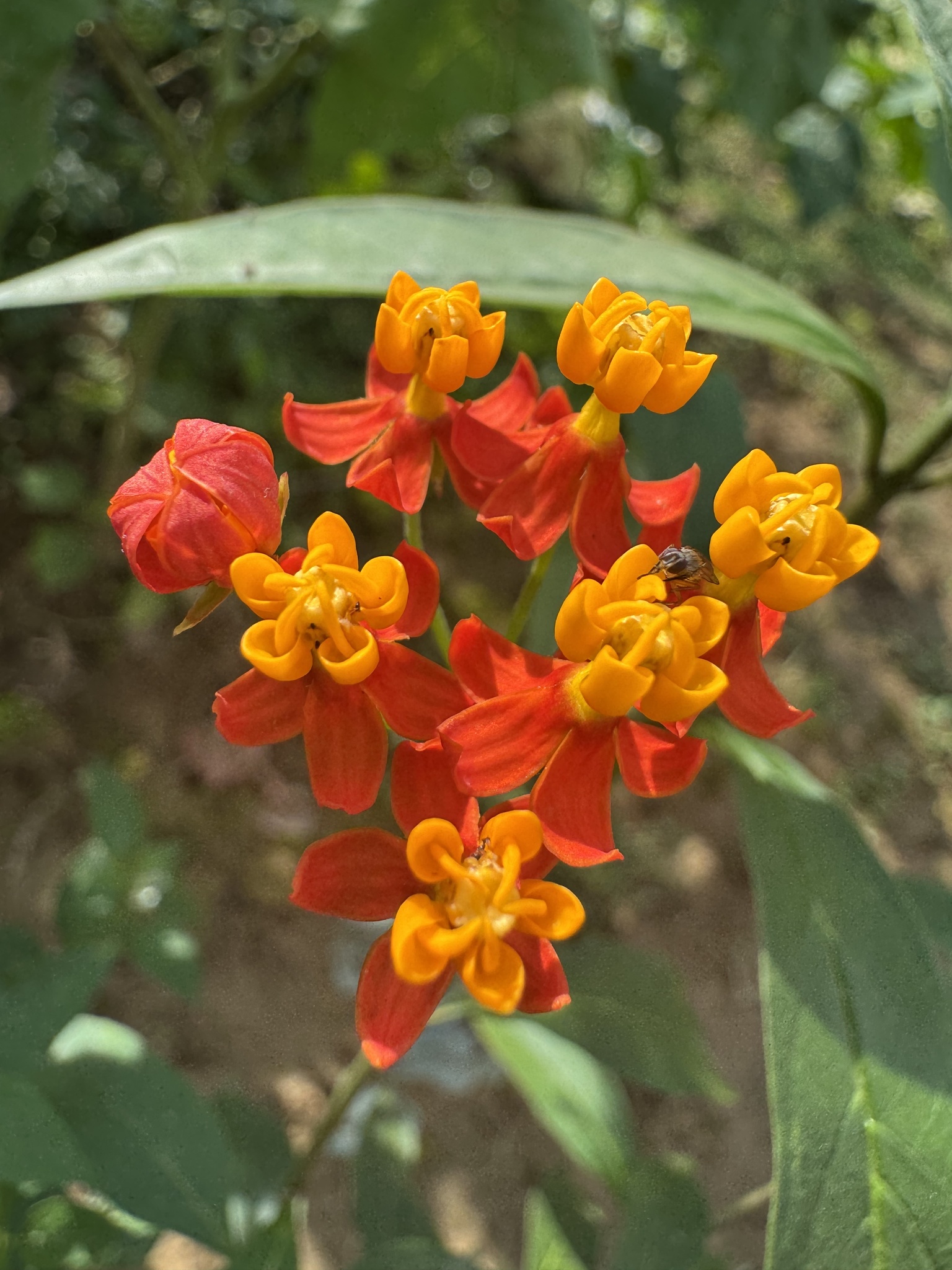 Asclepias curassavica — ảnh 3