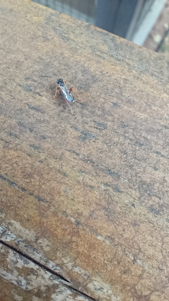 Pimpla ichneumoniformis