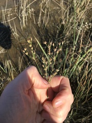 Juncus oxymeris