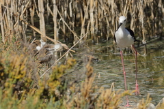 Himantopus himantopus