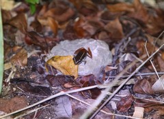 Eleutherodactylus weinlandi