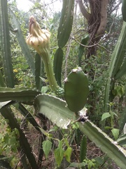 Acanthocereus