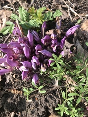 Lathraea clandestina