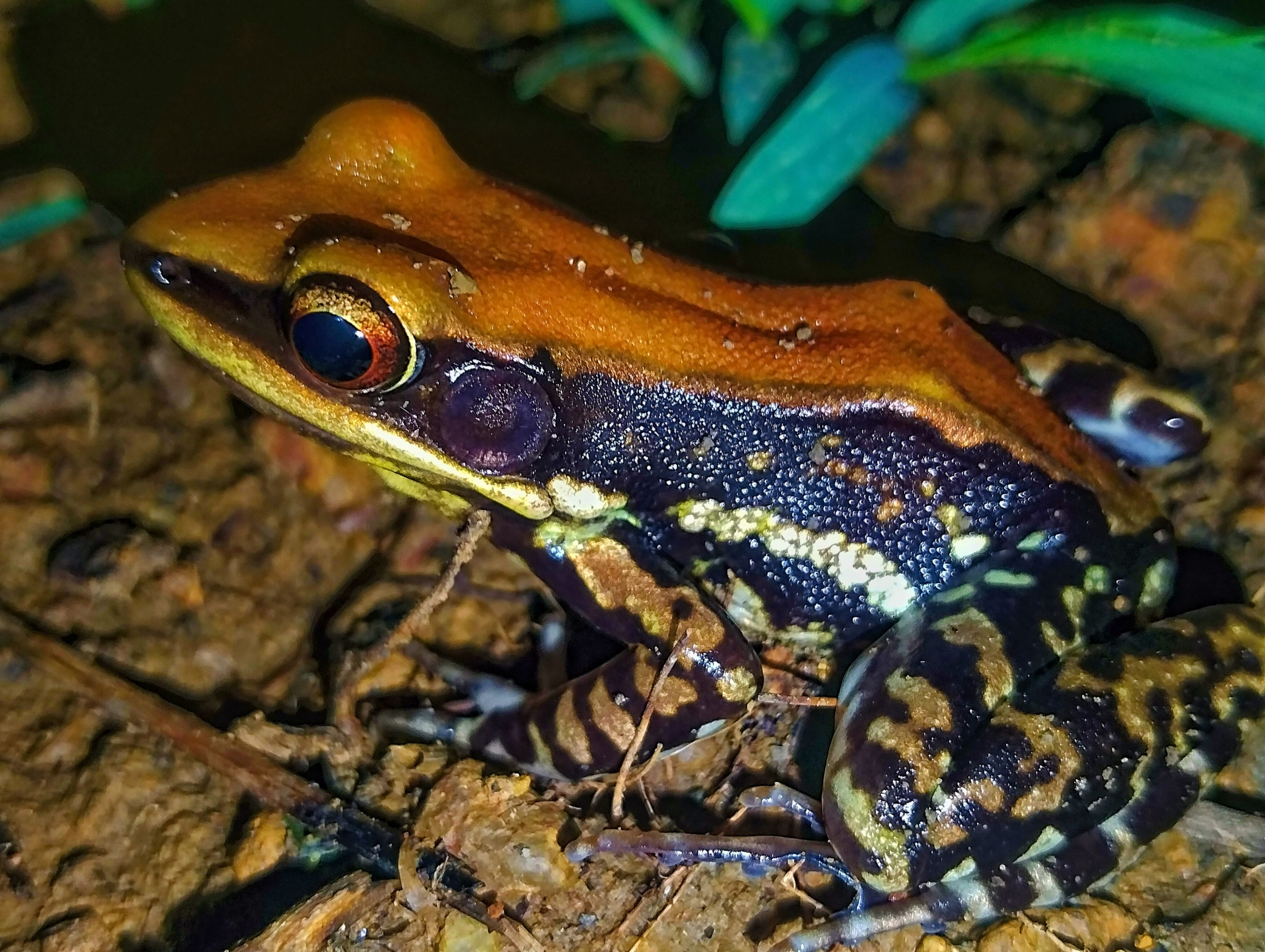 Wide-Range Fungoid Frog