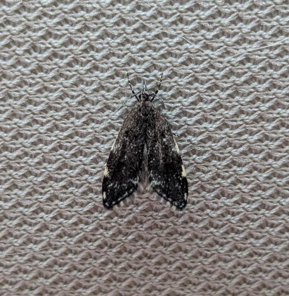 Three-spotted Concealer