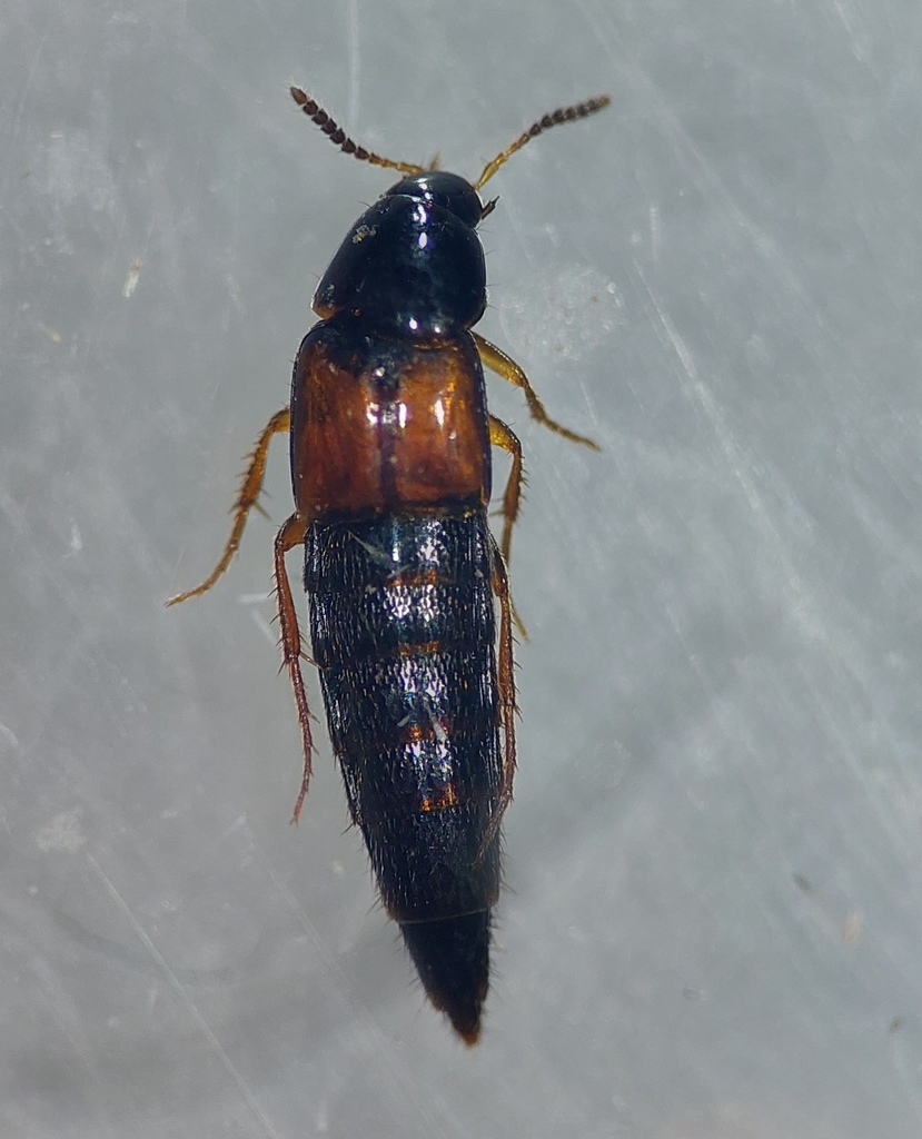 Staph beetle