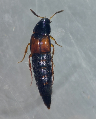 Staph beetle