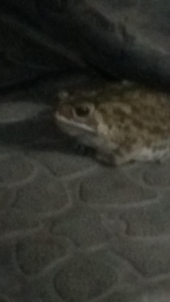 Indian Common True Toad