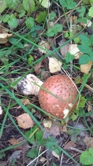 Amanita muscaria