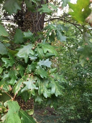 Quercus robur