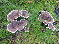 Phellodon tomentosus