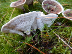 Phellodon tomentosus