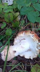Amanita muscaria