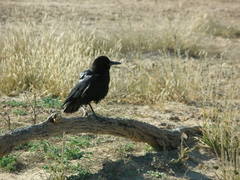 Corvus capensis capensis